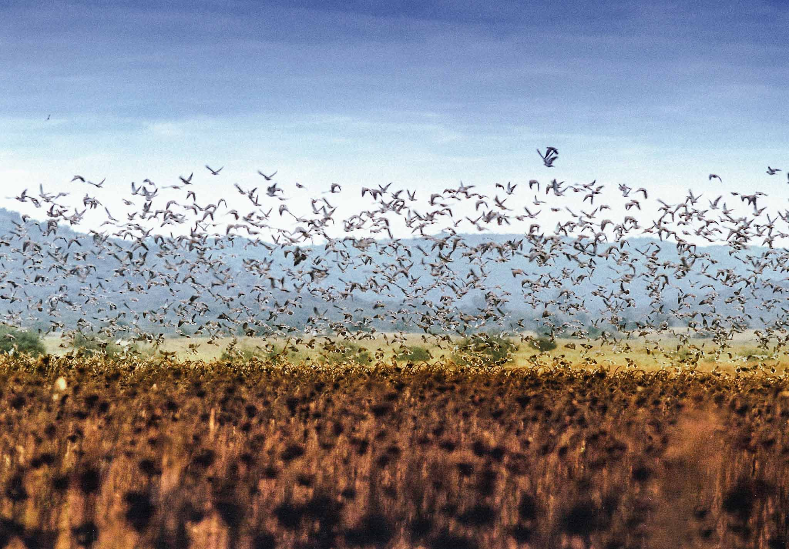 flock of birds in argentina, unique hunting qualities