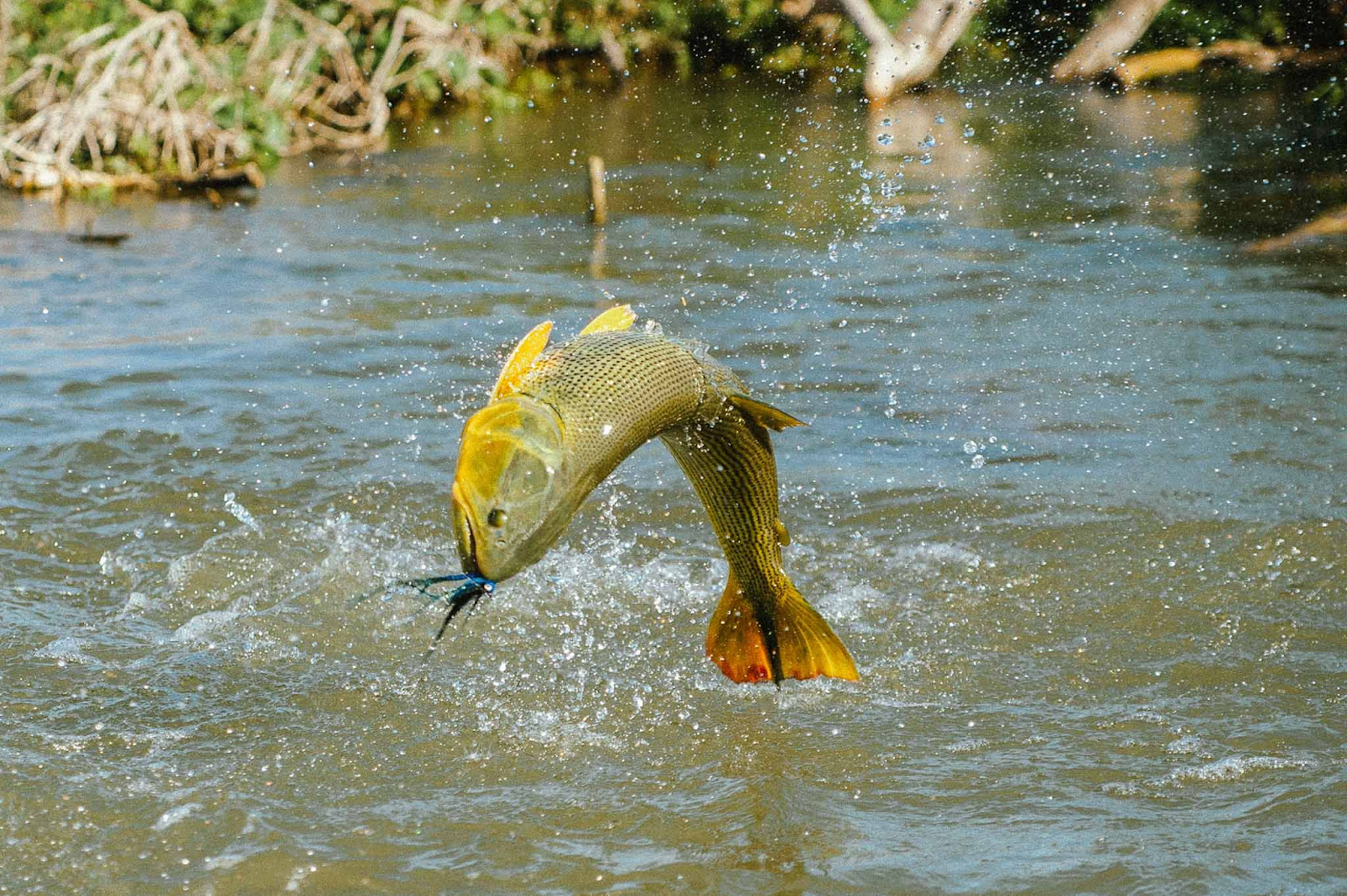 Golden dorado on a hook, doing an aerial leap out of the water.