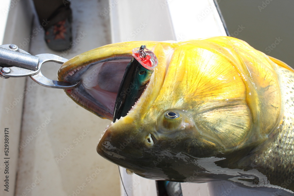 Golden dorado on a hook with a fish-shaped lure in its mouth.