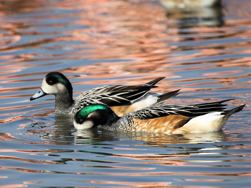 ducks of argentina southern wigeon